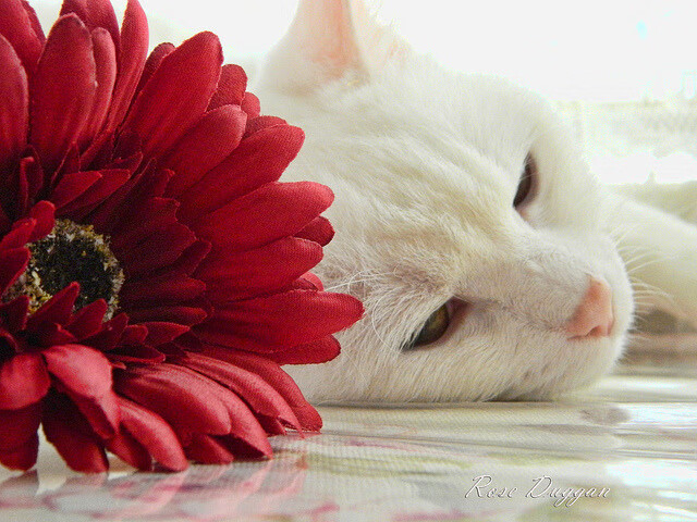 FBSPORTS-《炉石传说》新扩展包发布:卡牌机制与 meta 变化,炉石传说各扩展包上线时间