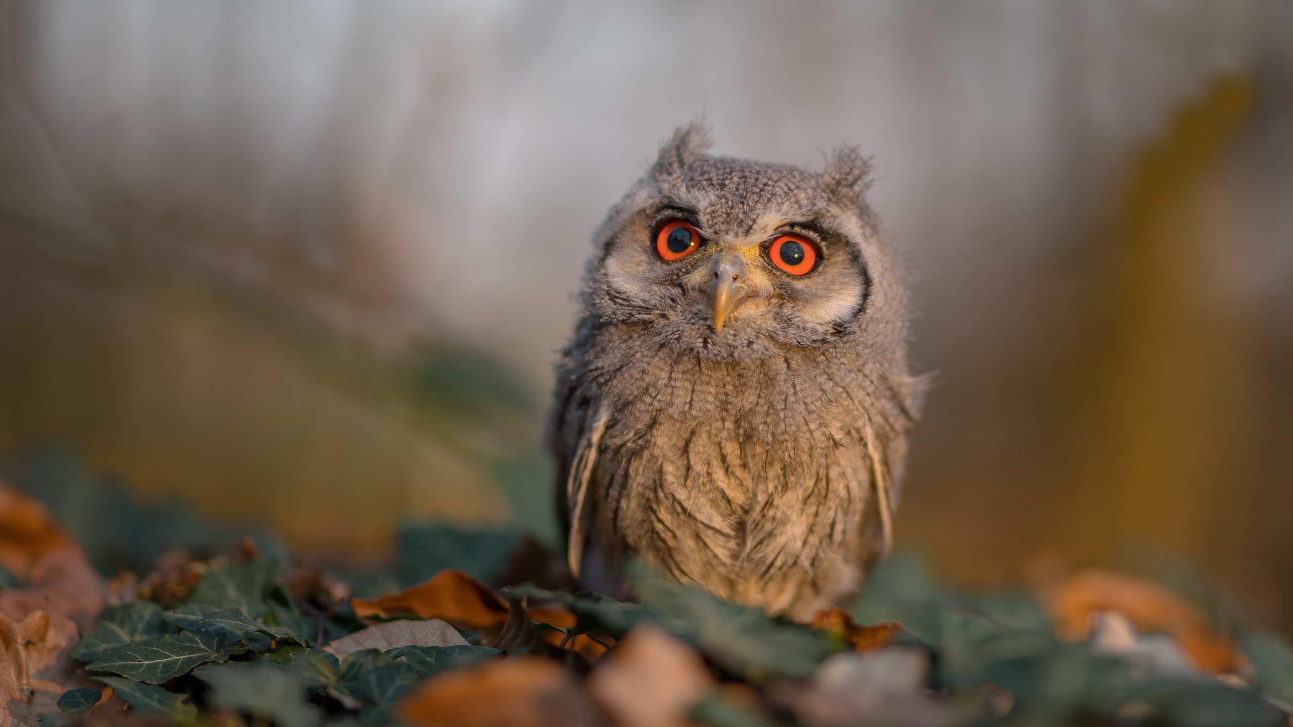 FB体育登录入口-巴希尔·阿卜迪在马拉松比赛中获得银牌埃夫内普尔在男子计时赛中以36分12.16秒夺金