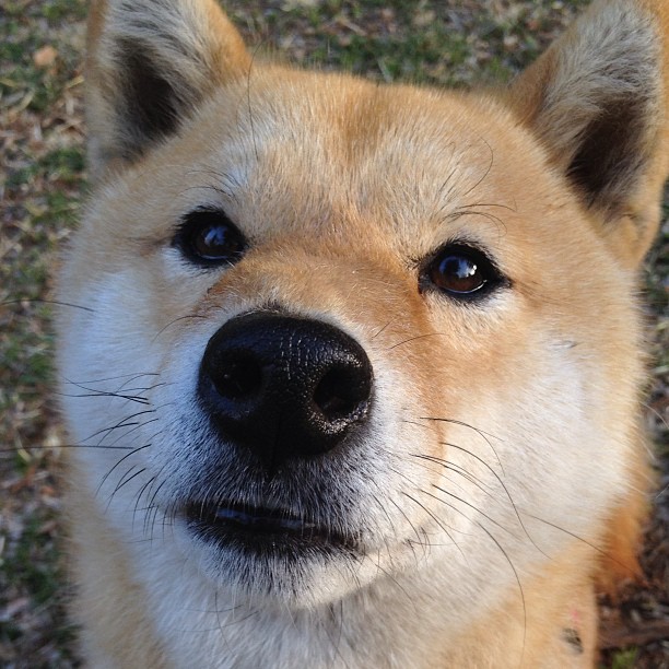 FB体育入口-NBA常规赛MVP揭晓，约基奇三年两夺创纪录，nba常规赛mvp百度百科