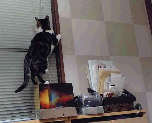 FB体育娱乐-女足世界杯球队备战揭秘，女足世界杯阵容