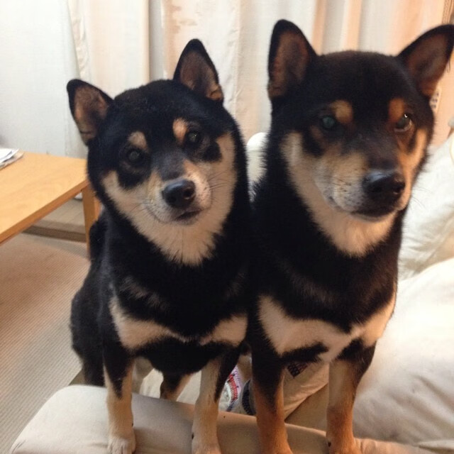 FB体育官网-悬念重重，亚冠比赛谁将笑到最后，亚冠冠军是哪个队